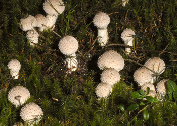 Flaschenstäubling (Lycoperdon perlatum) - © Heinz Prelicz
